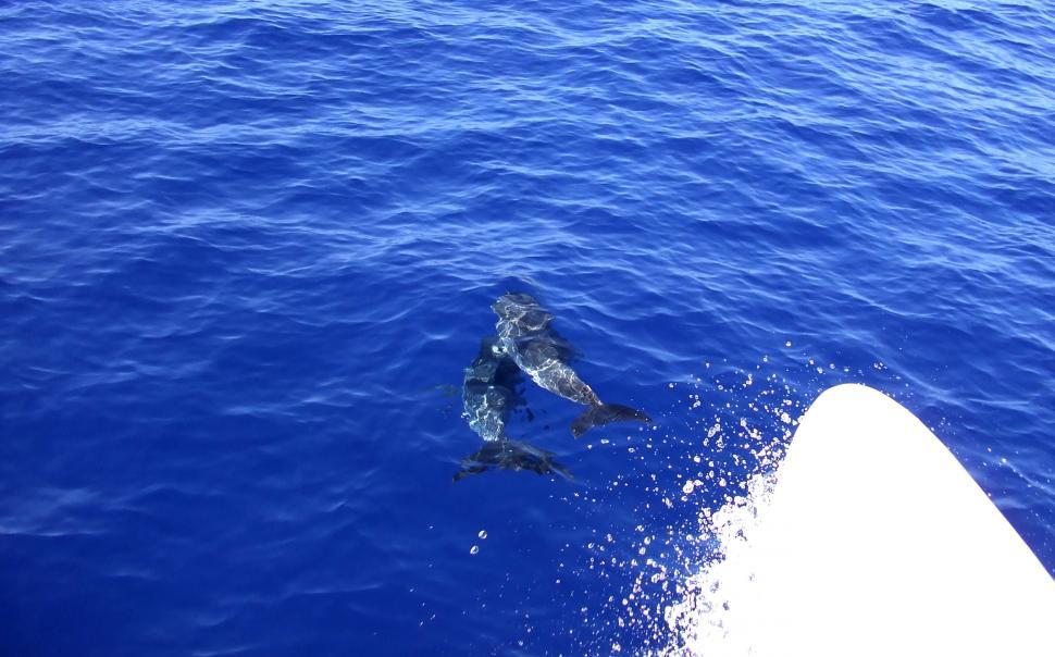 Free Image of Dolphins playing in wake of boat off Madeira 