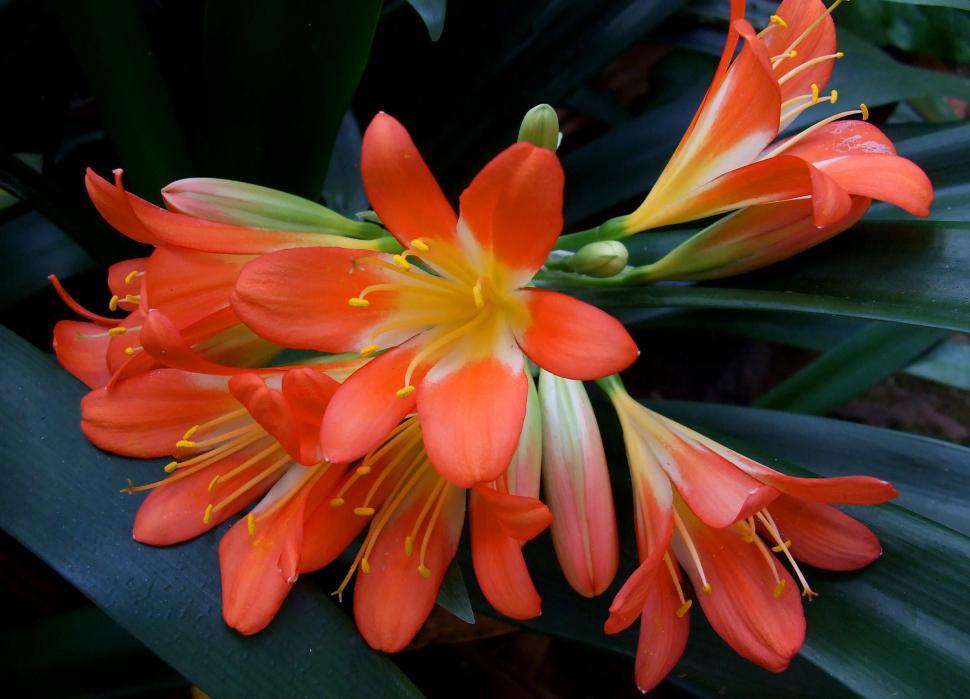 Free Image of Orange Flowers 