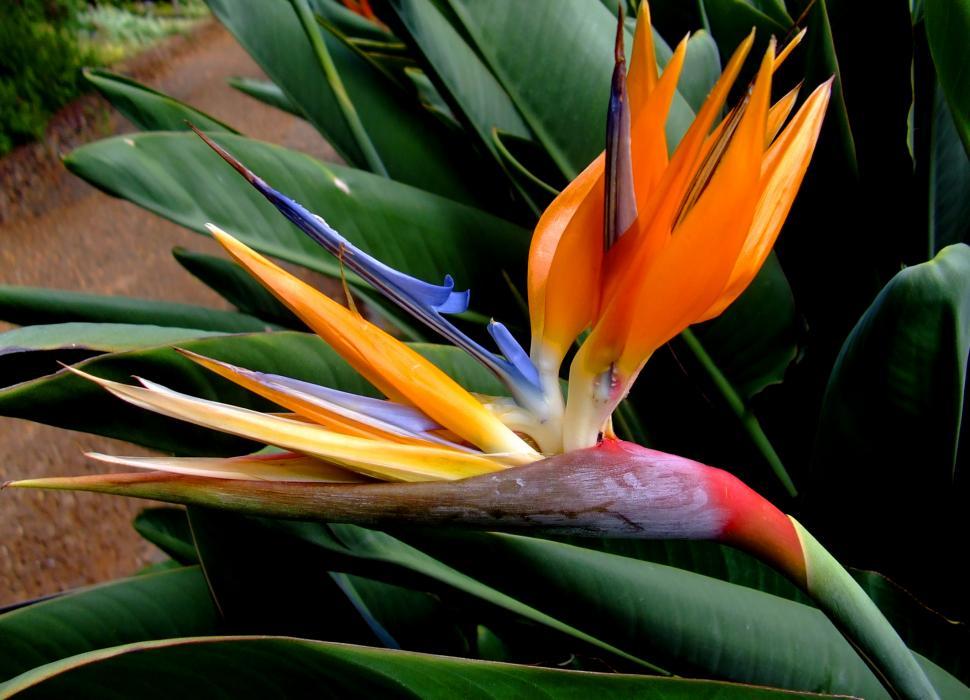 Free Image of Strelitzia reginae - Crane Flower or Bird of Paradise 