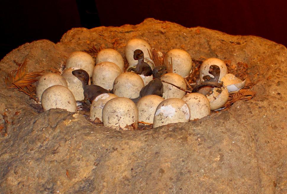 Free Image of Newly hatched dinosaur eggs 