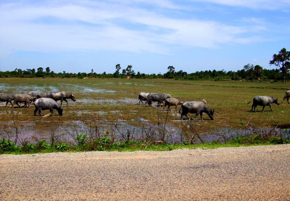 Free Image of Grazing Water Buffallo in Cambodia 