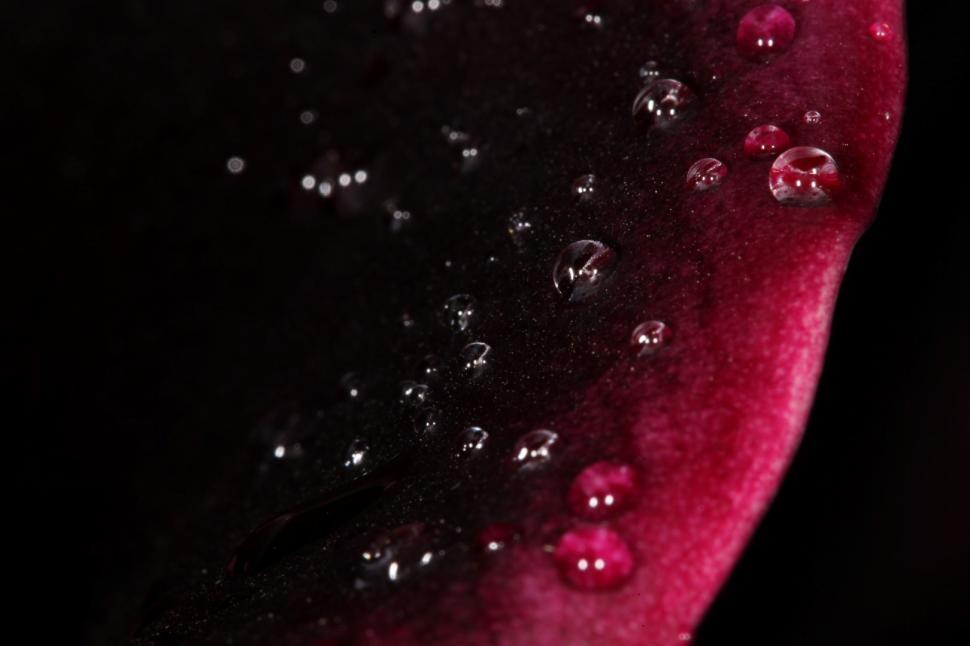 Free Image of water drops on purple flower 