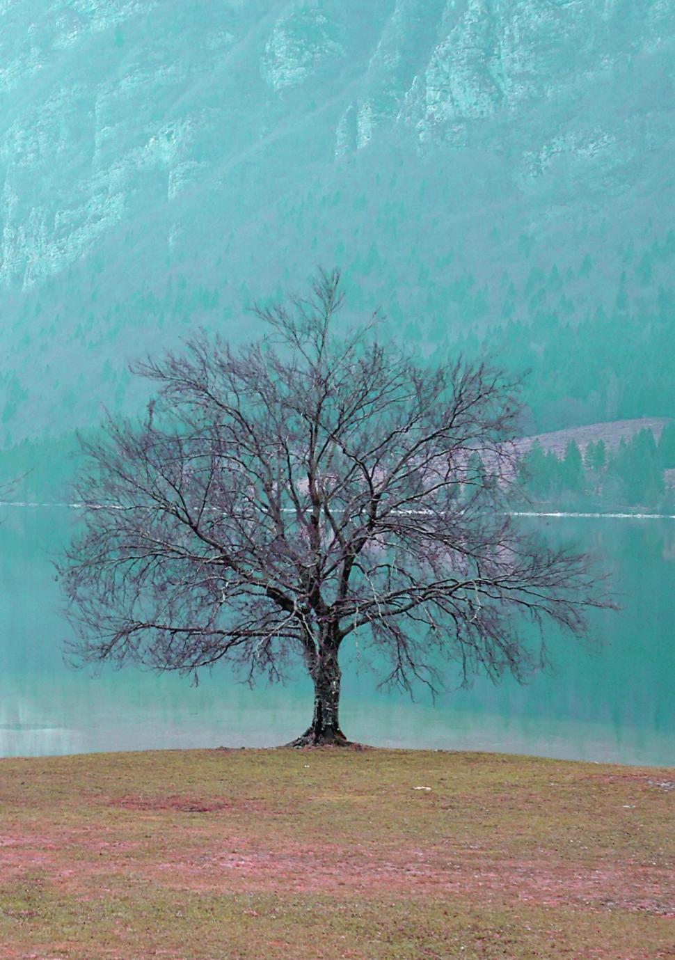 Free Image of The tree 