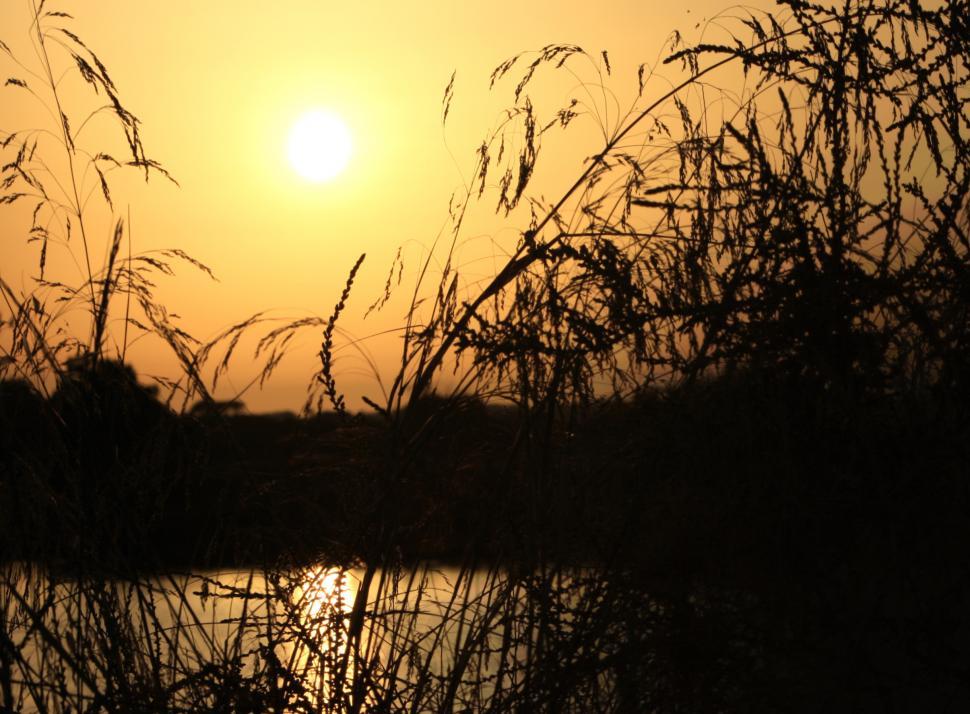 Free Image of Sunset on the lake with grass silhouette 