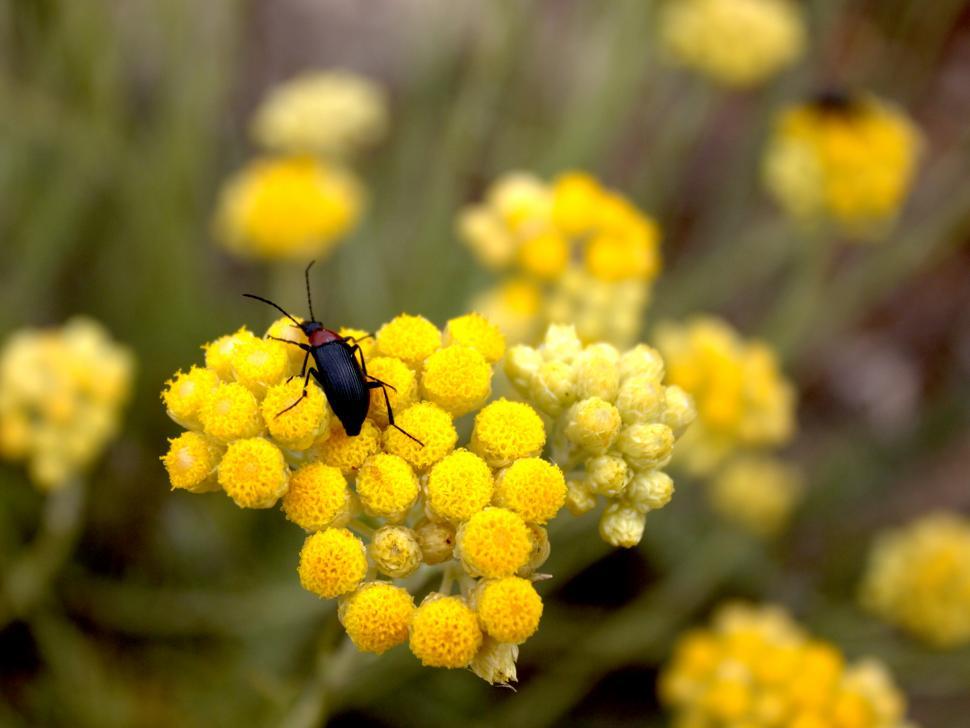 Free Image of Beetle sits on yellow flower 