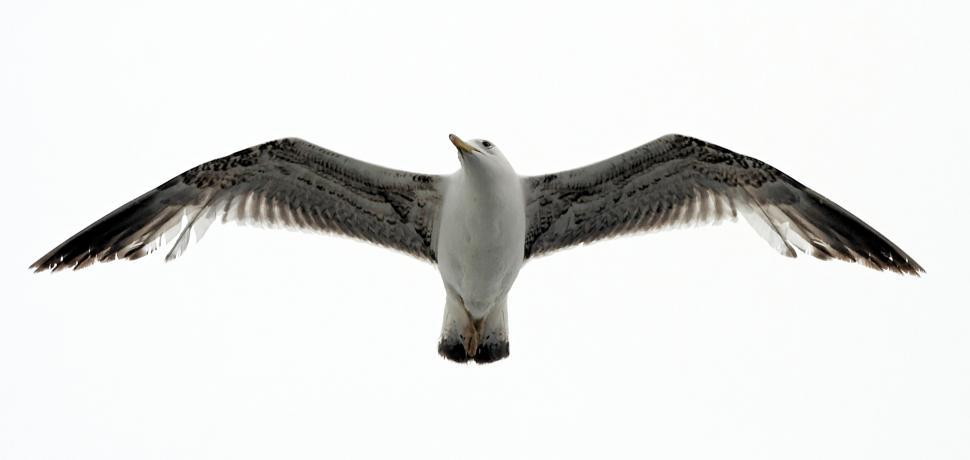 Free Image of The seagull 