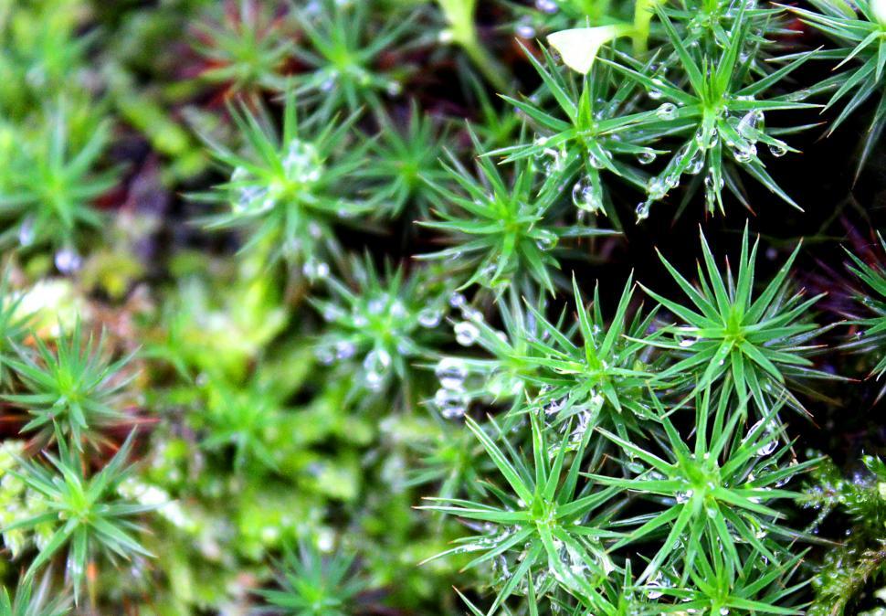 Free Image of Macro of dew drops on moss 