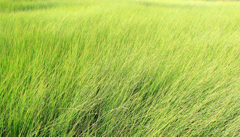 Free Image of Tall grass - texture 