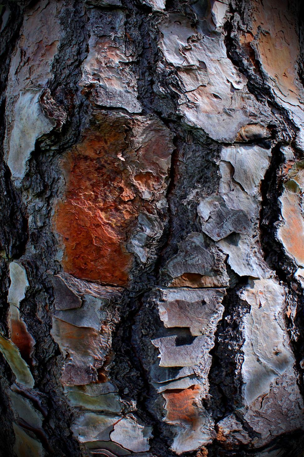 Free Image of Pine tree bark - texture 