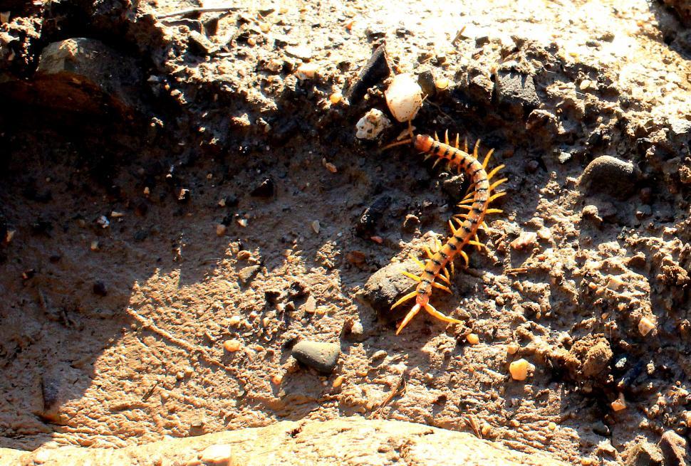 Free Image of Megarian Banded centipede 