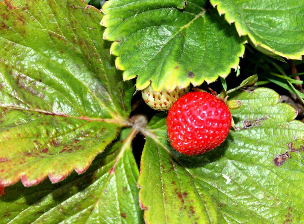 Free Image of wild strawberry 