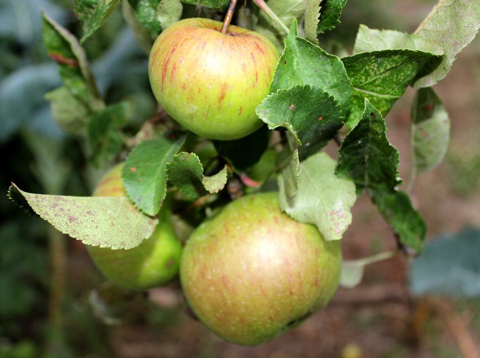 Free Image of Fruits of wild apple tree 