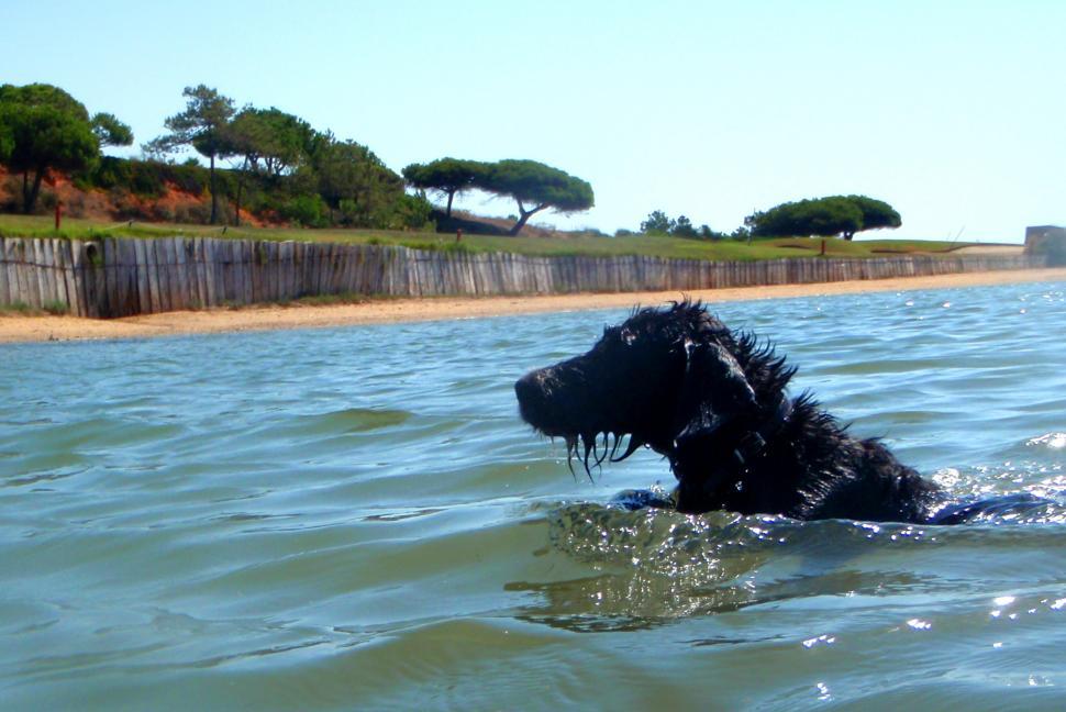 Free Image of Portuguese Water Dog Swimming vigorously 