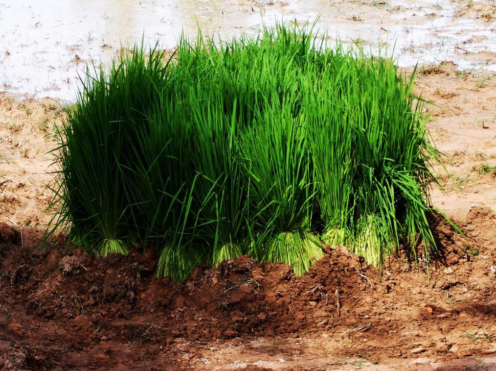 Free Image of Rice seedlings prepared for planting season - Cambodia 