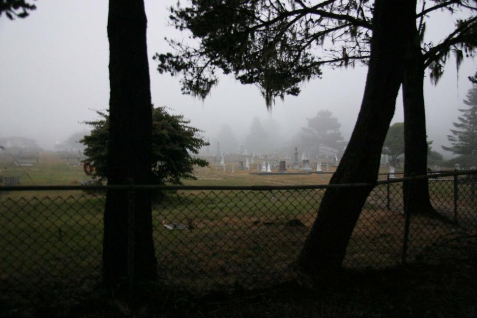 Free Image of Trees in cemetery 