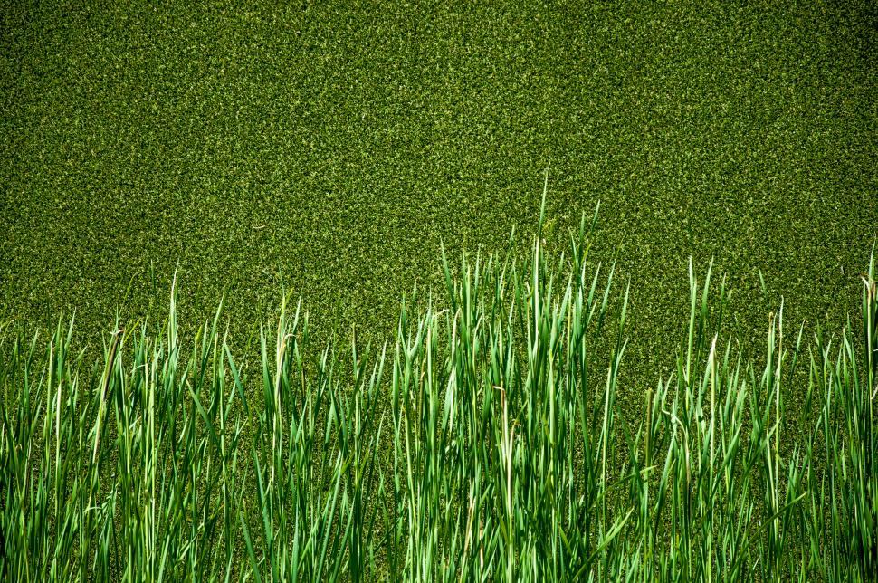 Free Image of green grass 