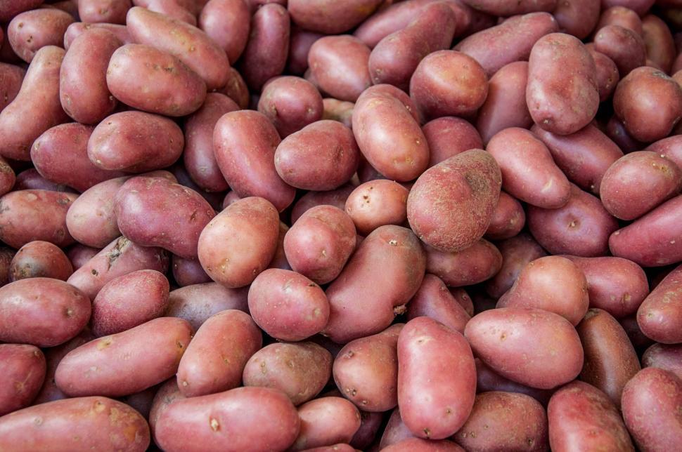 Download Free Stock Photo of Organic red potato pile sold on market 