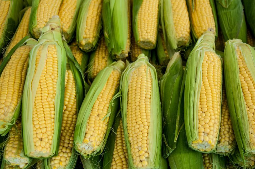 Free Image of corn 