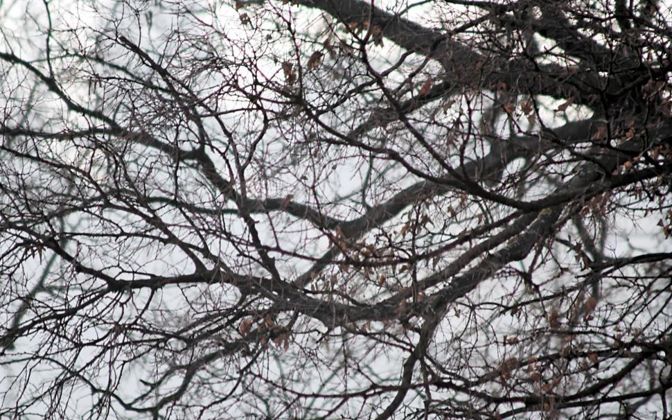 Free Image of Branches 