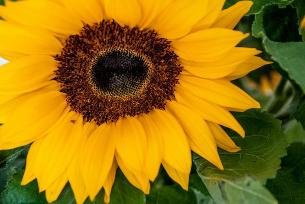 Free Image of sunflower 