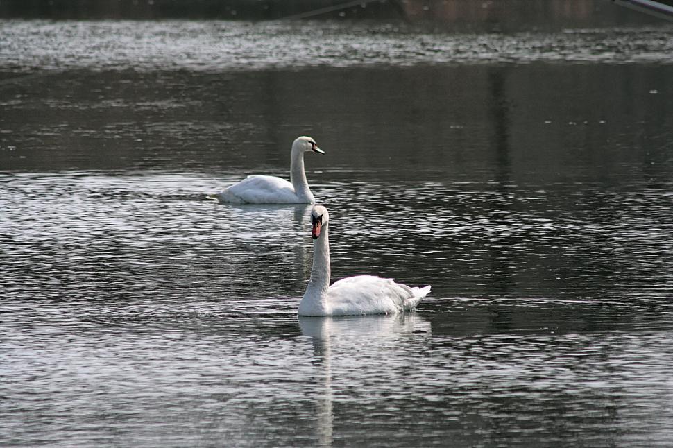 Free Image of Swan lake 