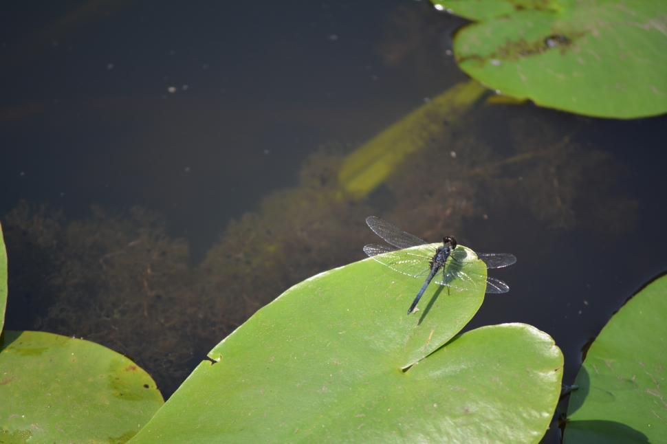 Free Image of Dragon Fly on Lily Pad 