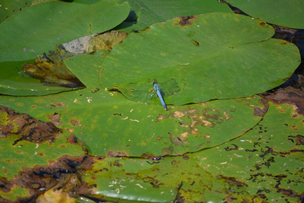 Free Image of Blue Dragonfly 