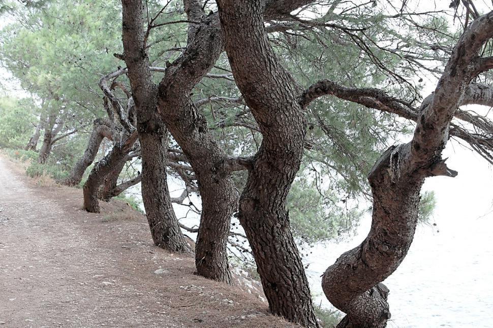 Free Image of Warped trees 