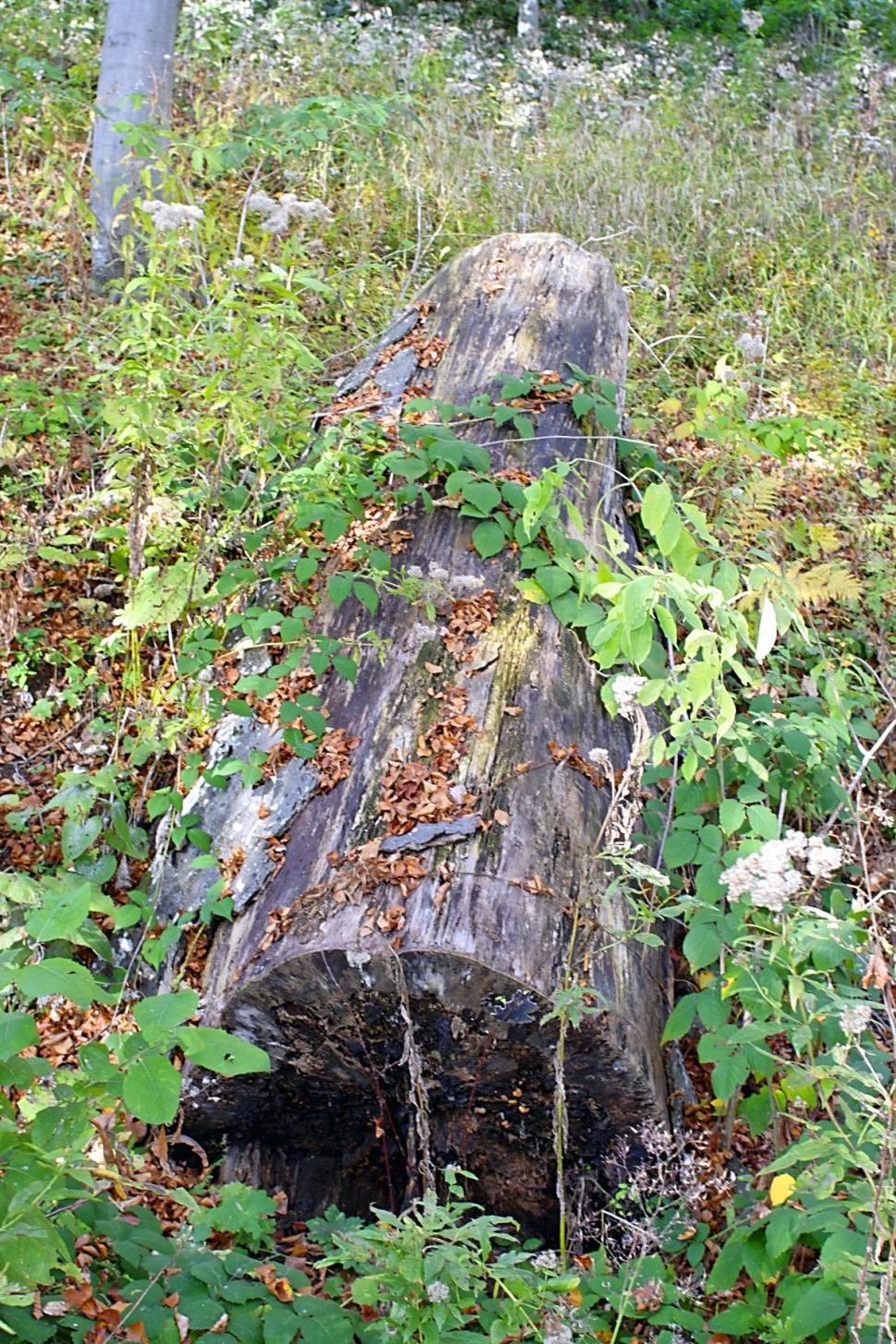 Free Image of The log 