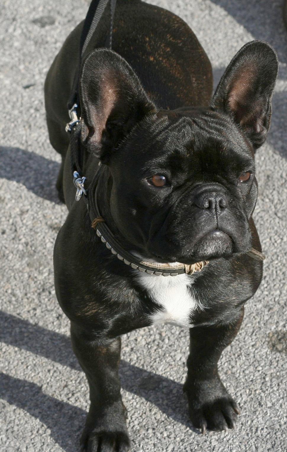 Free Image of Cutie French Bulldog 