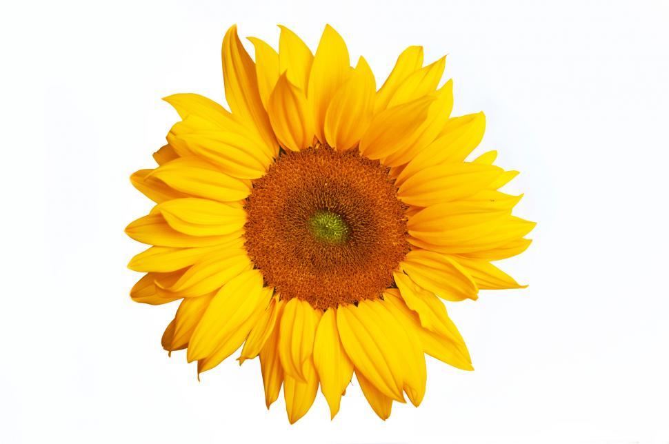 Free Image of sunflower isolated on white background 