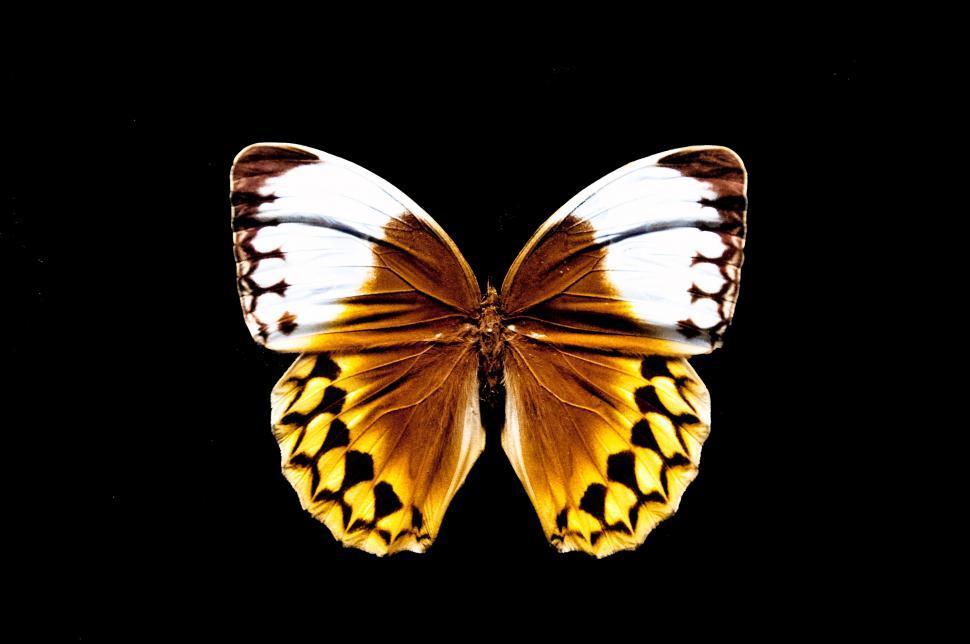 Free Image of Yellow and White Butterfly on Black Background 