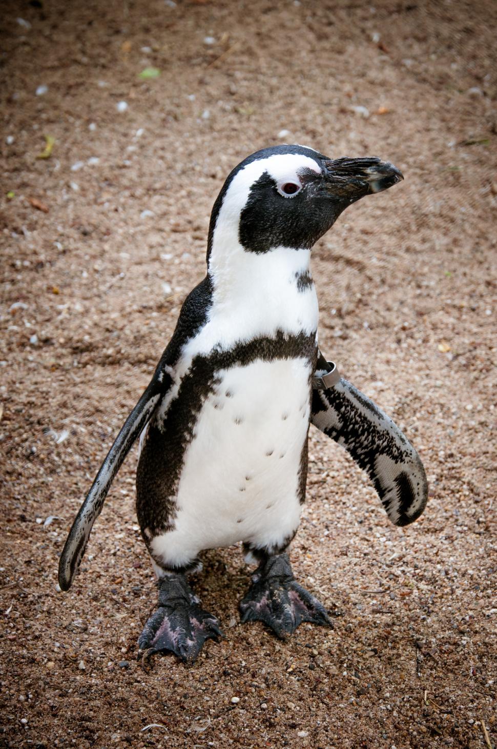 Free Image of penguin 