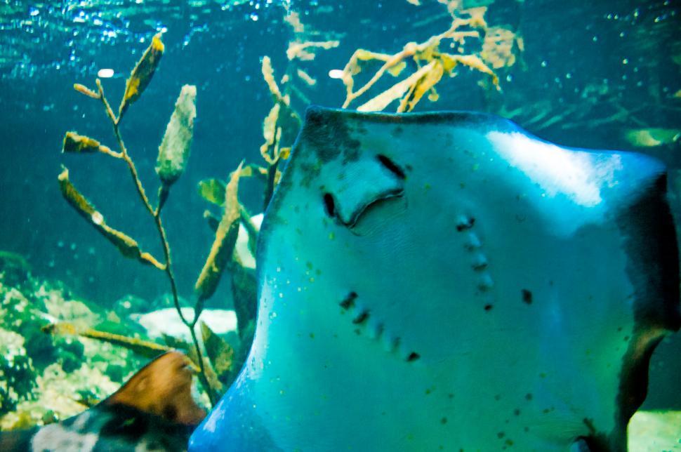 Free Image of Manta ray floating underwater 