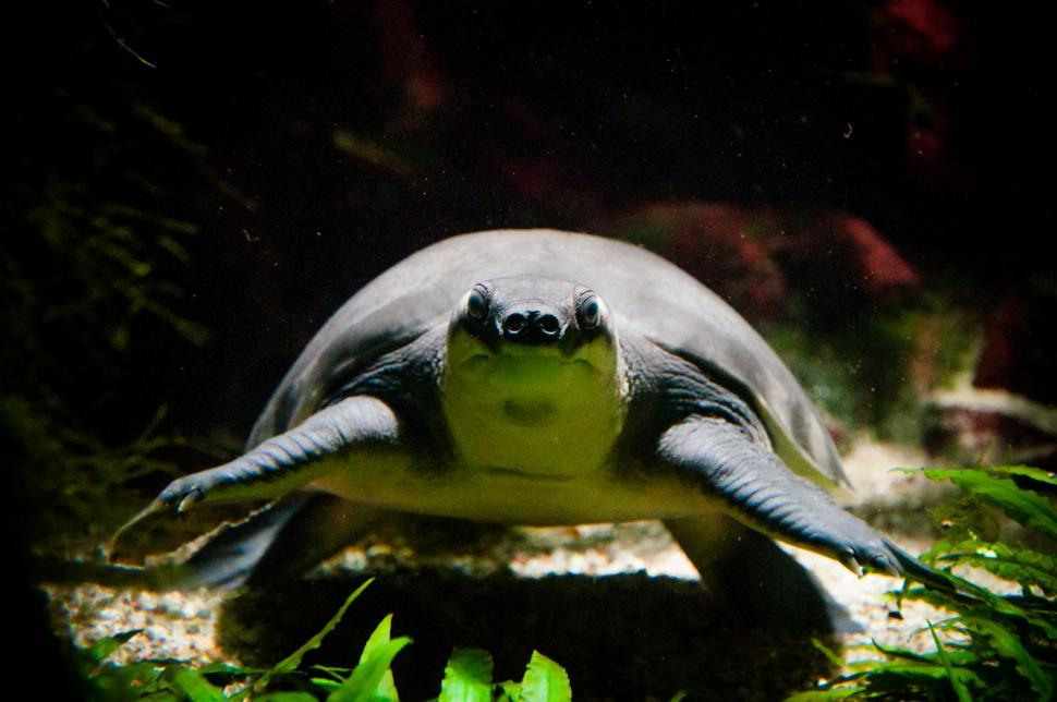 Free Image of turtle swimming 