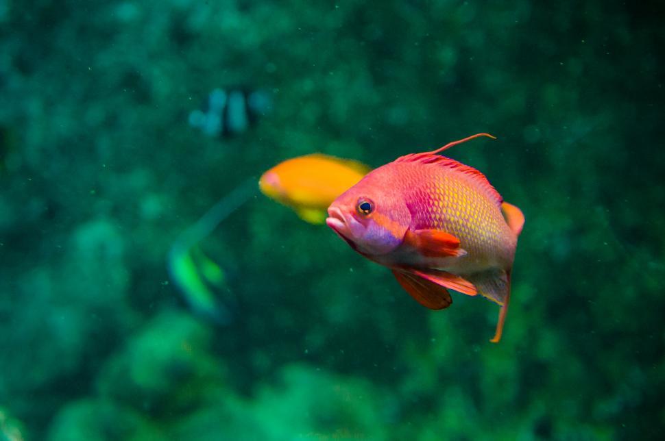 Free Image of colorful fish 