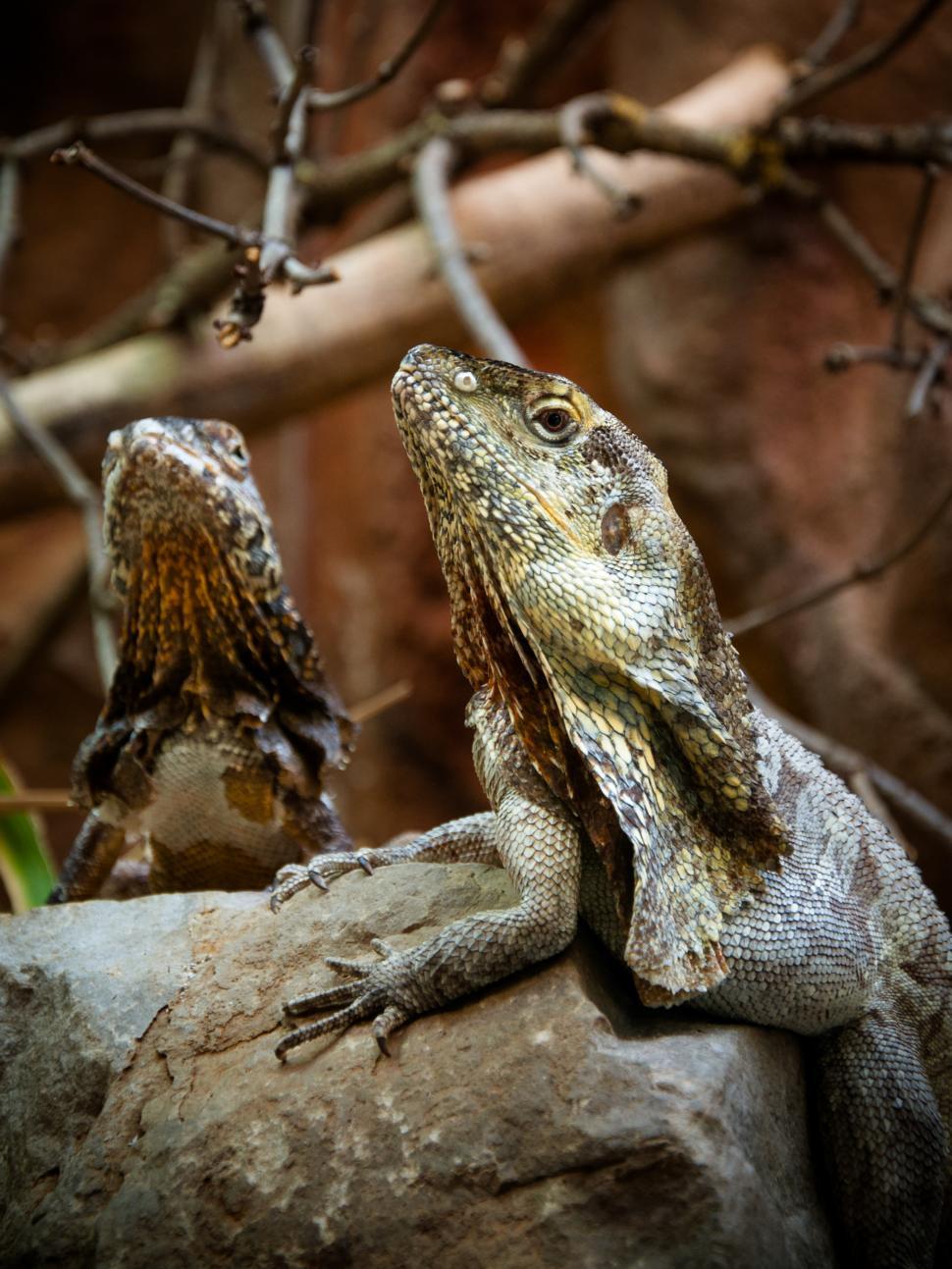 Free Image of Iguana lizard 