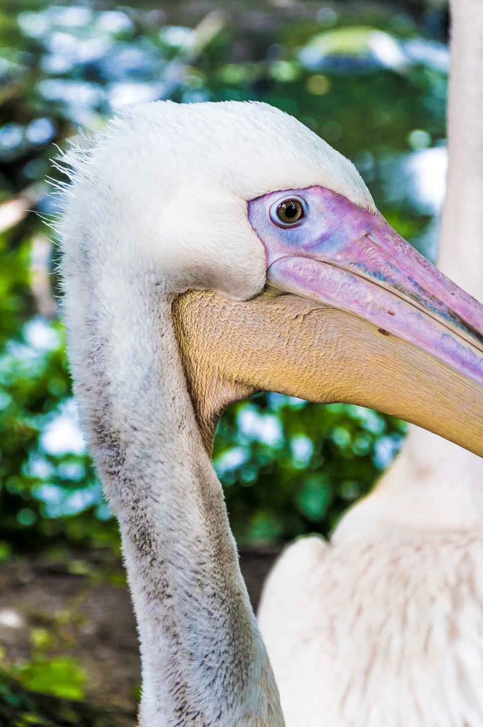 Free Image of Pelican close up 
