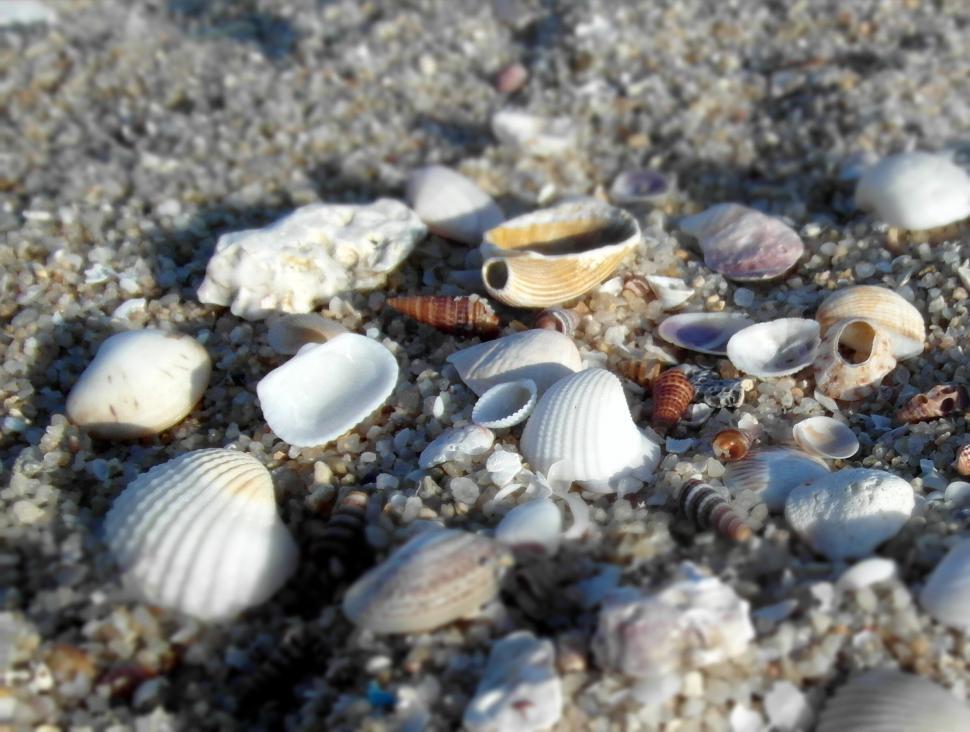 Free Image of Sea shells on the beach 