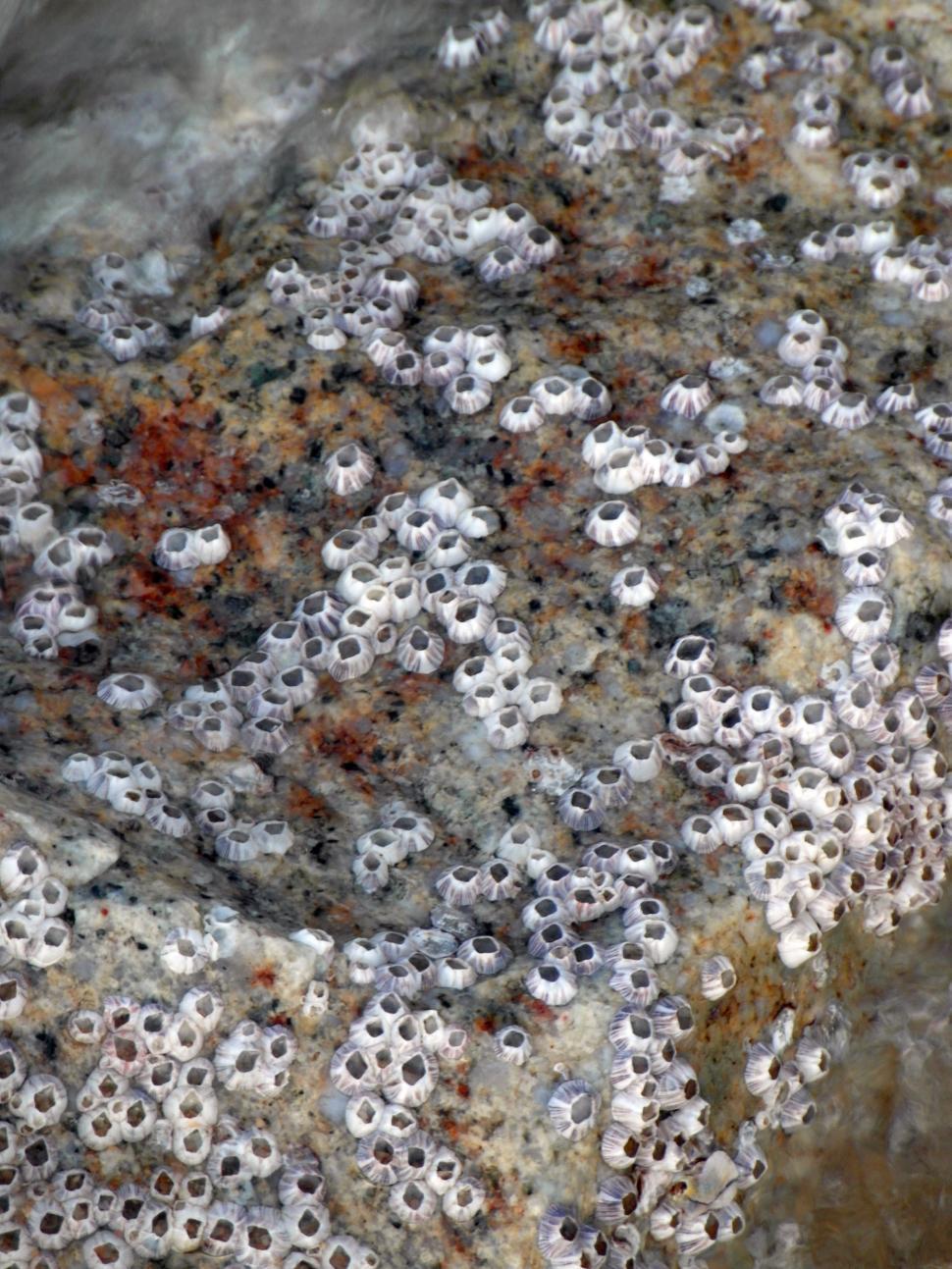 Free Image of Barnacles 
