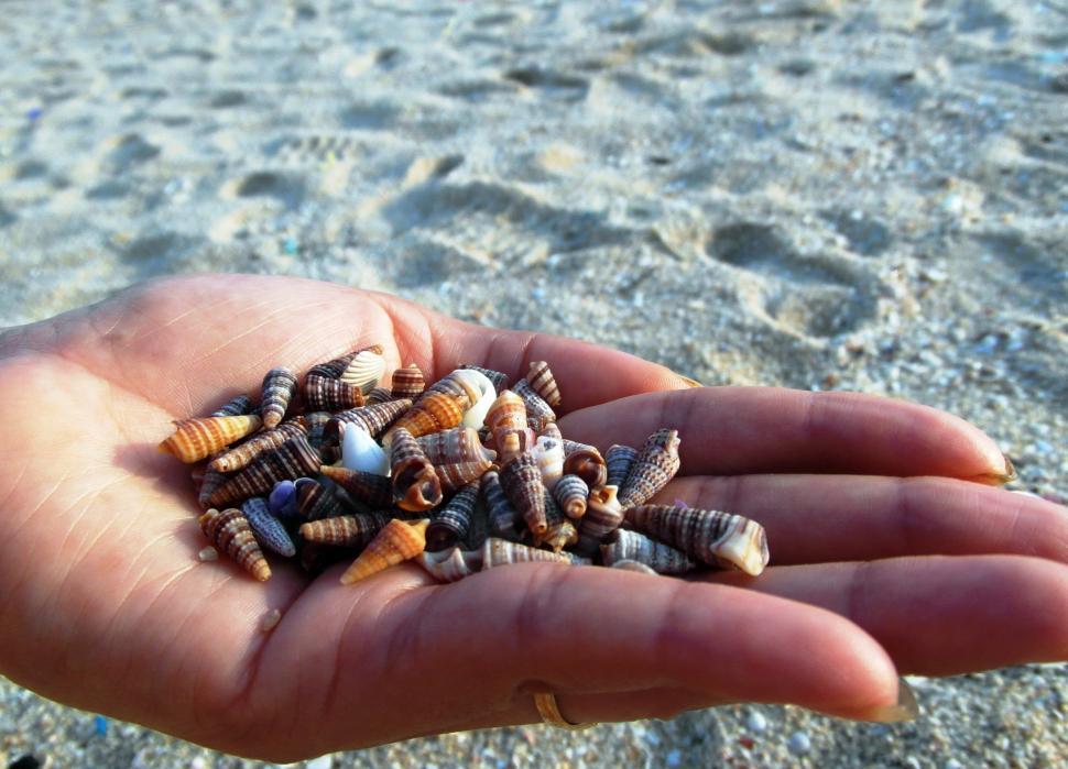 Free Image of Collecting Shells on the Beach 