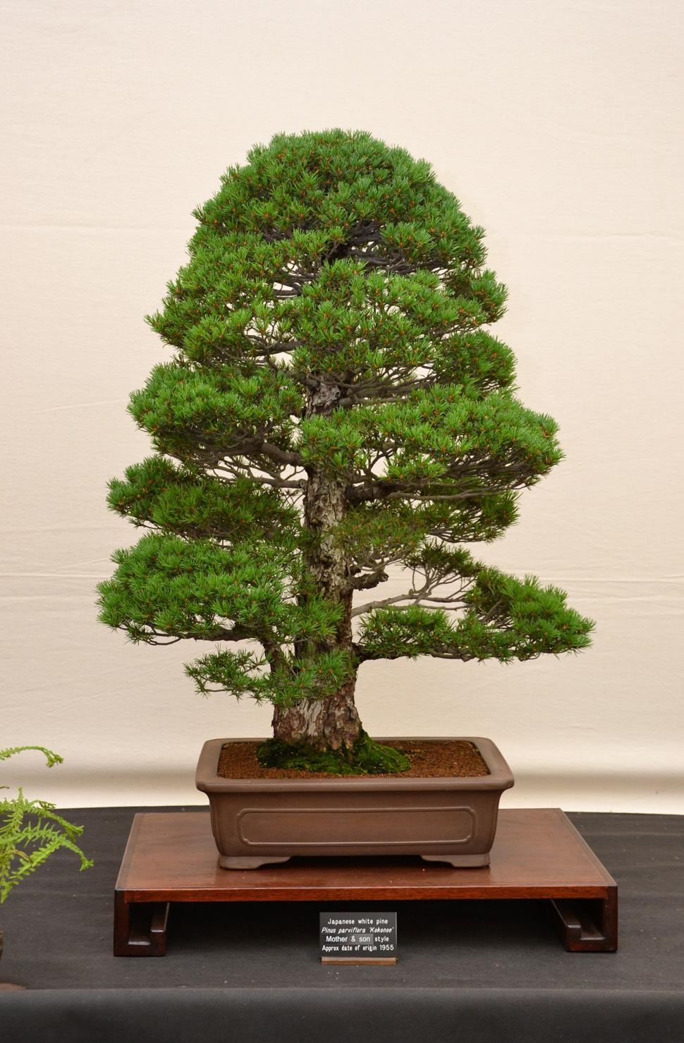 Download Free Stock Photo of Japanese white pine bonsai 