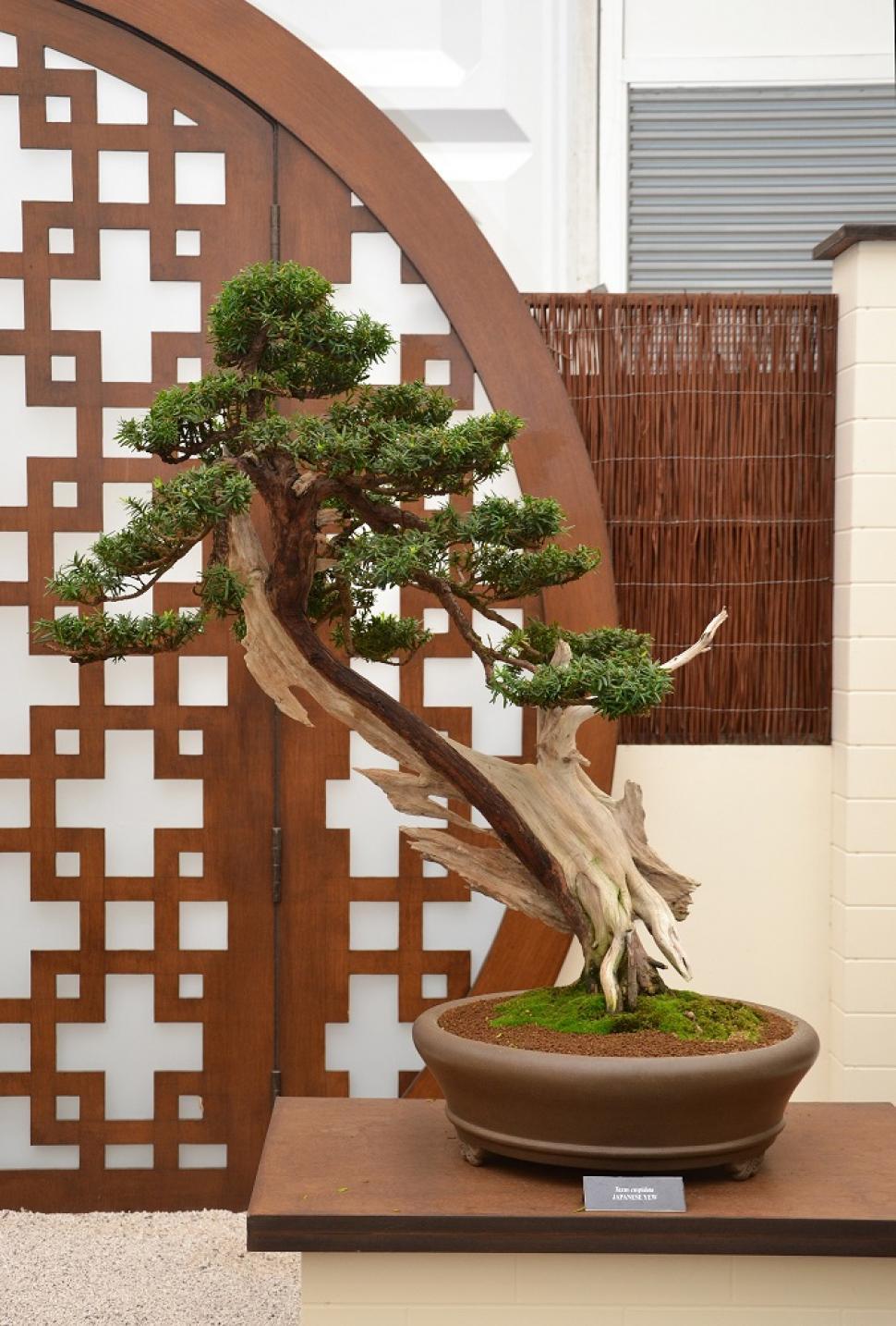 Download Free Stock Photo of Japanese yew bonsai 