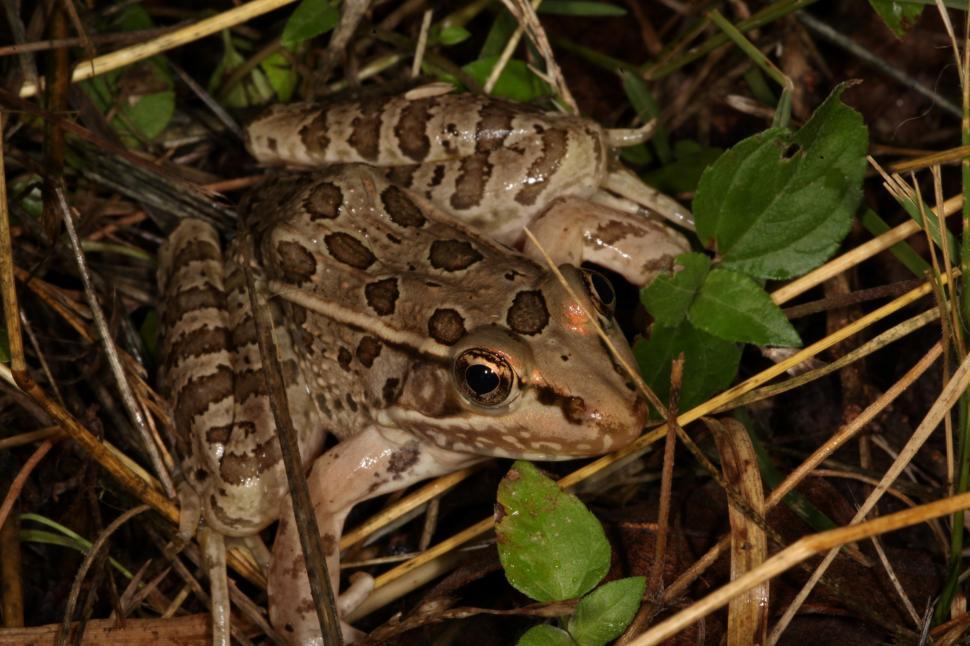 Free Image of Leopard Frog 