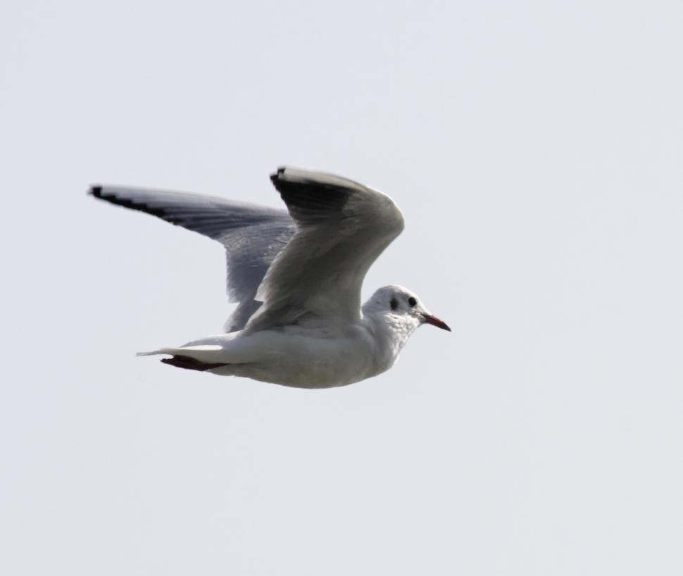 Free Image of Seagull 