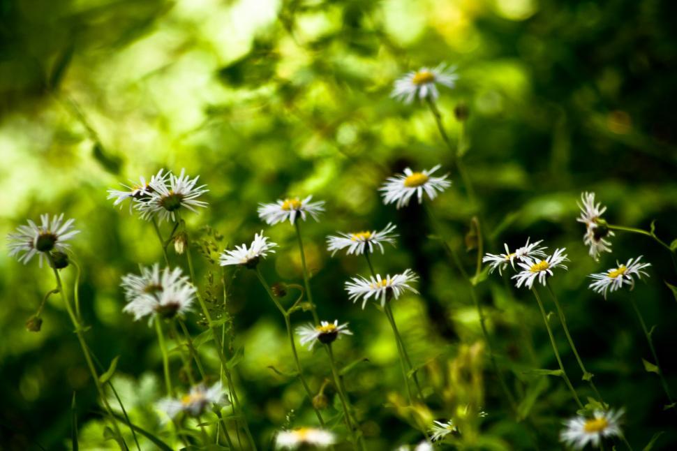 Free Image of White Flowers in Grass 
