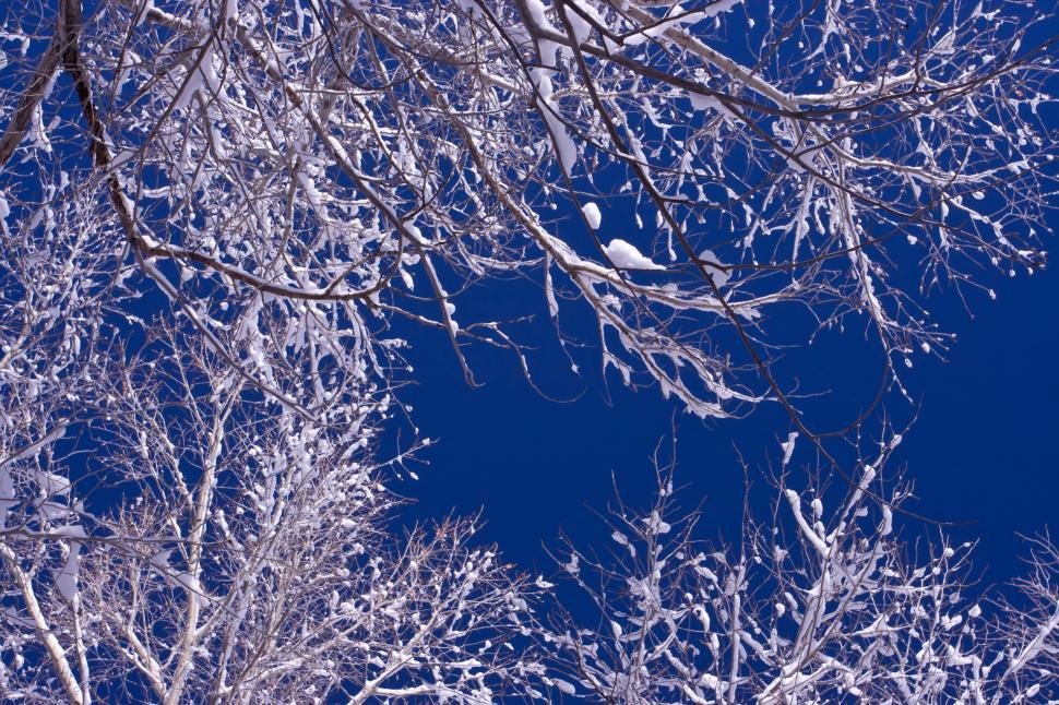 Download Free Stock Photo of white snowy branches 