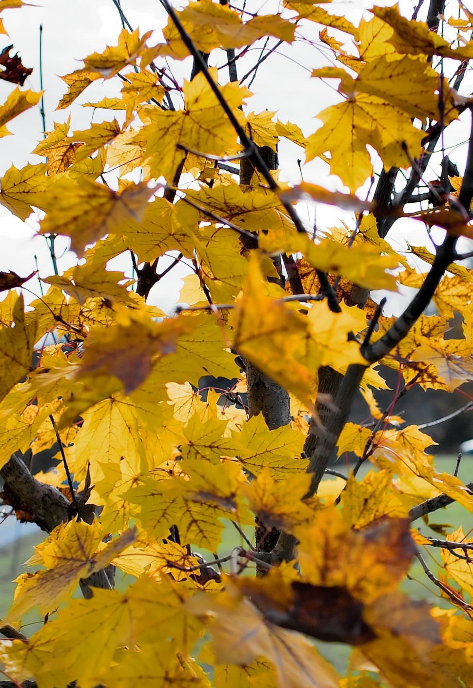 Free Image of Yellow leafs 