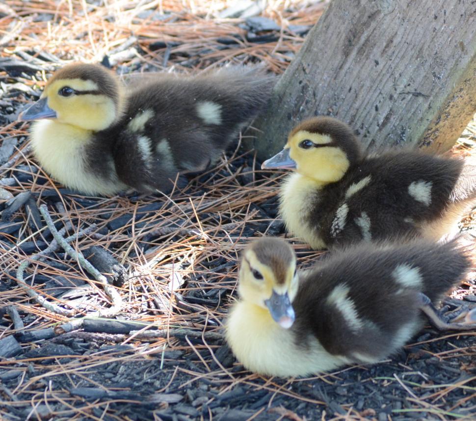 Free Image of Ducklings  