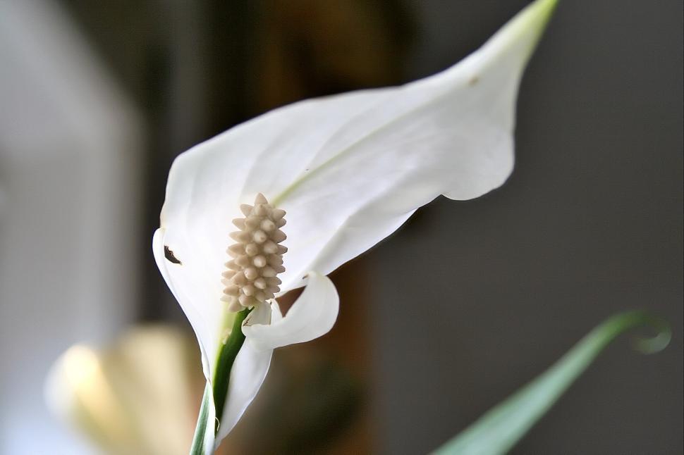 Free Image of White flower 